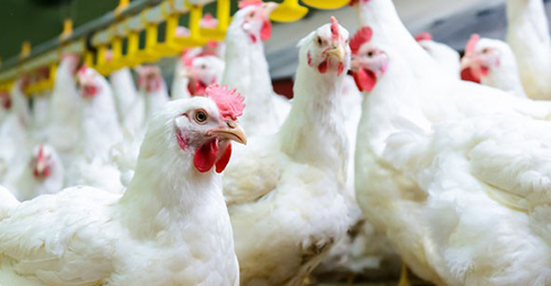 【48812】元旦新年前夕乌鲁木齐市投进储藏鸡肉 冰鲜三黄鸡125元公斤