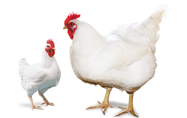 白羽肉鸡个头大因为喂激素？农技专家来辟谣！